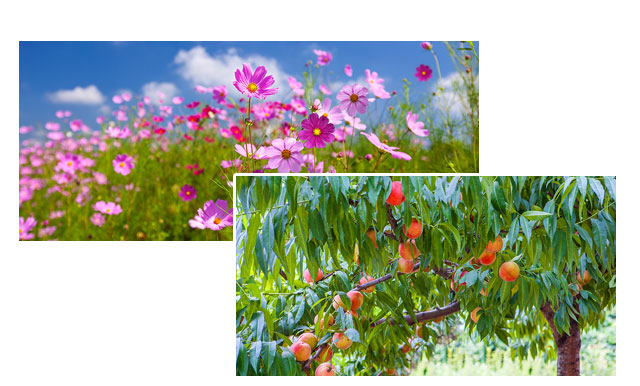m_banner